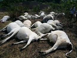 THERE IS NO SUDDEN DEATH WITHOUT A CAUSE: CURBING FARM WORKER NEGLIGENCE IN RUMINANT FARMING